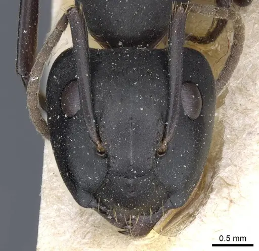 Camponotus chrysurus specimen CASENT0905447 image casent0905447_2