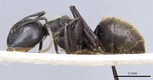 Camponotus chrysurus specimen CASENT0905447 image casent0905447_3