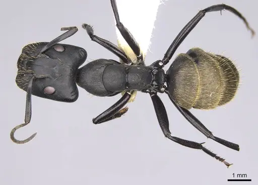 Camponotus chrysurus specimen CASENT0906863 image casent0906863_1