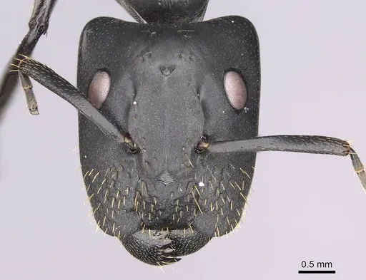 Camponotus chrysurus specimen CASENT0906863 image casent0906863_2