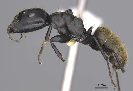 Camponotus chrysurus specimen CASENT0906863 image casent0906863_3