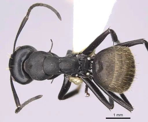 Camponotus chrysurus specimen CASENT0906864 image casent0906864_1