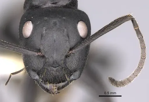 Camponotus chrysurus specimen CASENT0906864 image casent0906864_2