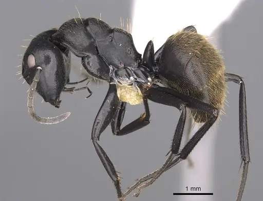 Camponotus chrysurus specimen CASENT0906864 image casent0906864_3
