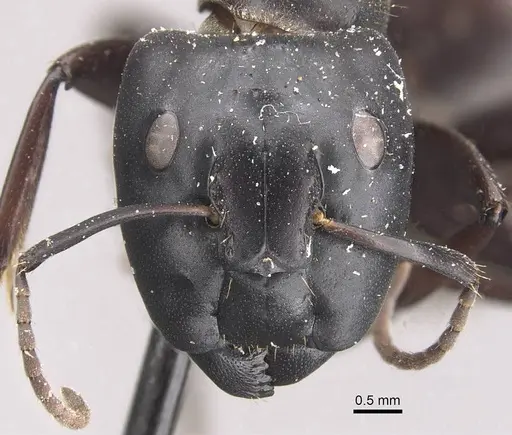 Camponotus chrysurus specimen CASENT0910458 image casent0910458_2