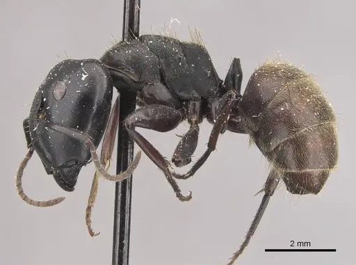 Camponotus chrysurus specimen CASENT0910458 image casent0910458_3