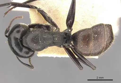 Camponotus chrysurus specimen CASENT0910459 image casent0910459_1
