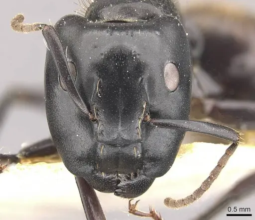 Camponotus chrysurus specimen CASENT0910459 image casent0910459_2