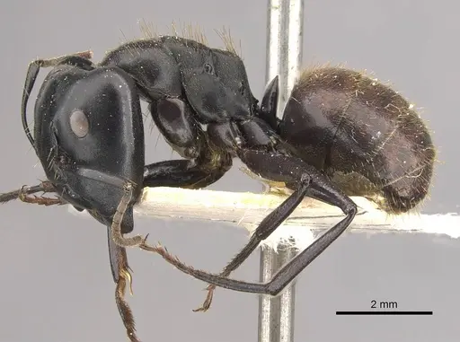 Camponotus chrysurus specimen CASENT0910459 image casent0910459_3