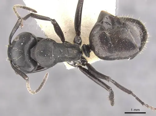 Camponotus chrysurus specimen CASENT0910460 image casent0910460_1