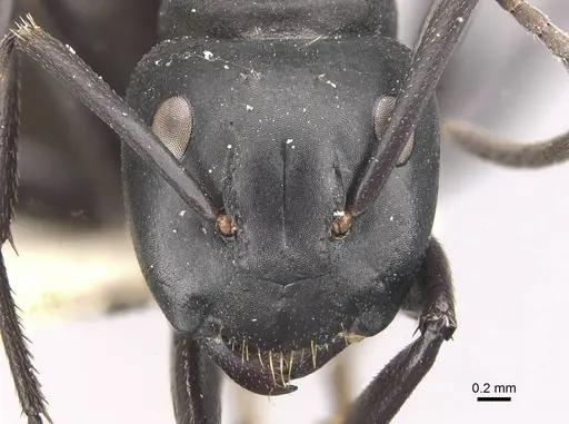Camponotus chrysurus specimen CASENT0910460 image casent0910460_2