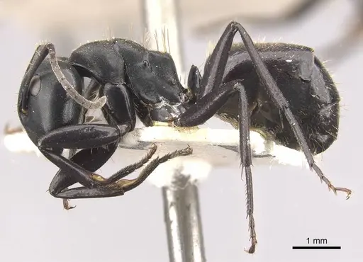 Camponotus chrysurus specimen CASENT0910460 image casent0910460_3