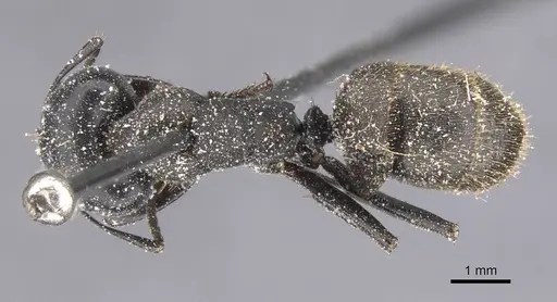 Camponotus chrysurus specimen CASENT0911749 image casent0911749_1