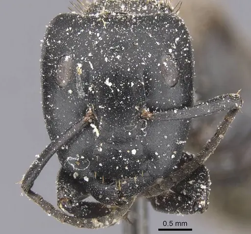 Camponotus chrysurus specimen CASENT0911749 image casent0911749_2
