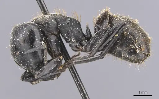 Camponotus chrysurus specimen CASENT0911749 image casent0911749_3