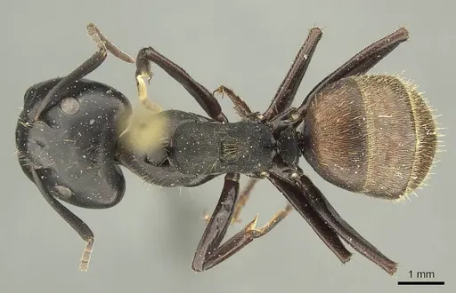 Camponotus chrysurus specimen CASENT0915683 image casent0915683_1