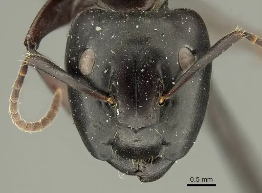 Camponotus chrysurus specimen CASENT0915683 image casent0915683_2