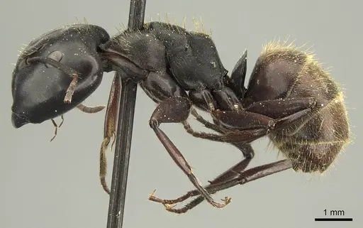Camponotus chrysurus specimen CASENT0915683 image casent0915683_3