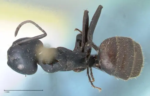 Camponotus chrysurus specimen FOCOL1783 image focol1783_1