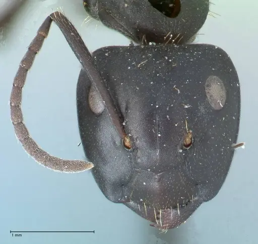 Camponotus chrysurus specimen FOCOL1783 image focol1783_2