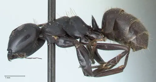 Camponotus chrysurus specimen FOCOL1783 image focol1783_3