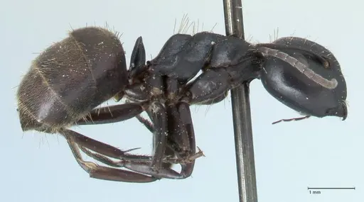 Camponotus chrysurus specimen FOCOL1783 image focol1783_4