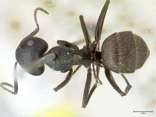 Camponotus chrysurus specimen FOCOL1786 image focol1786_1