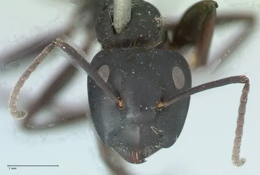 Camponotus chrysurus specimen FOCOL1786 image focol1786_2