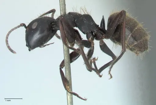 Camponotus chrysurus specimen FOCOL1786 image focol1786_3