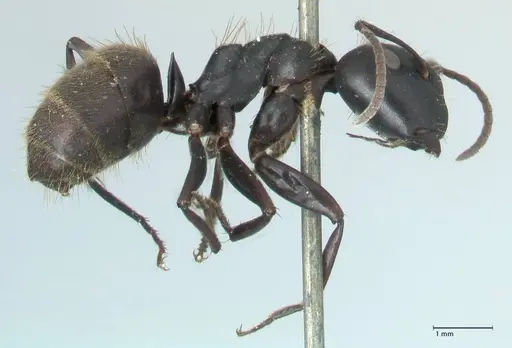 Camponotus chrysurus specimen FOCOL1786 image focol1786_4