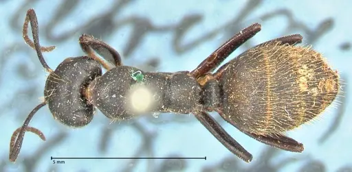 Camponotus chrysurus specimen FOCOL2467 image focol2467_1