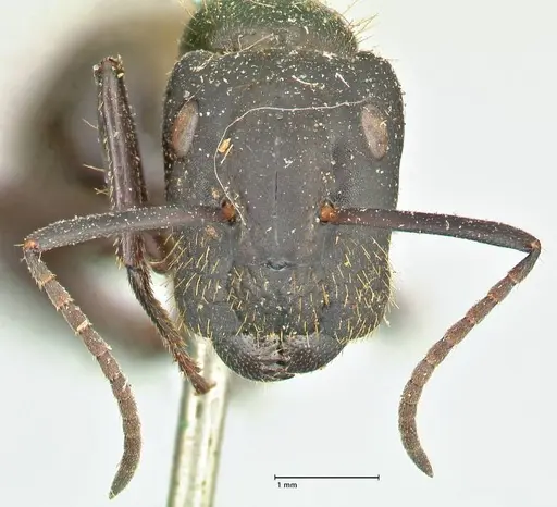 Camponotus chrysurus specimen FOCOL2467 image focol2467_2