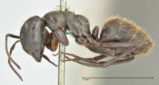 Camponotus chrysurus specimen FOCOL2467 image focol2467_3