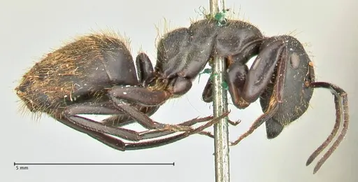 Camponotus chrysurus specimen FOCOL2467 image focol2467_4