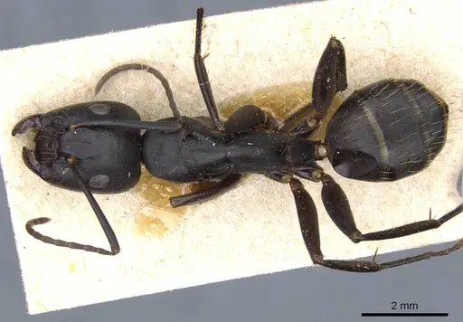 Camponotus cilicicus specimen CASENT0905193 image casent0905193_1