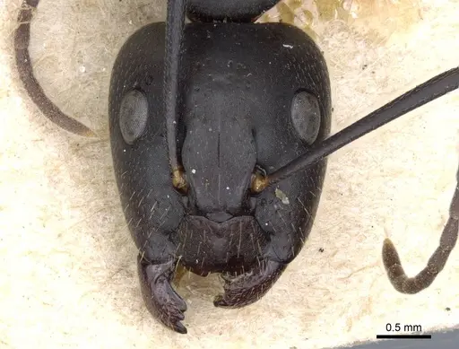 Camponotus cilicicus specimen CASENT0905193 image casent0905193_2