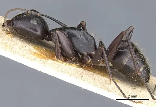 Camponotus cilicicus specimen CASENT0905193 image casent0905193_3