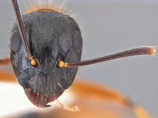 Camponotus cillae specimen ANTWEB1047765 image antweb1047765_1