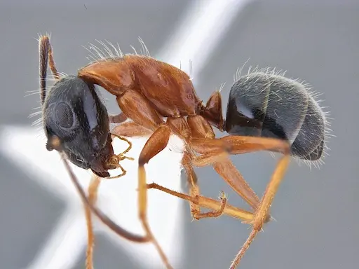 Camponotus cillae specimen ANTWEB1047765 image antweb1047765_2