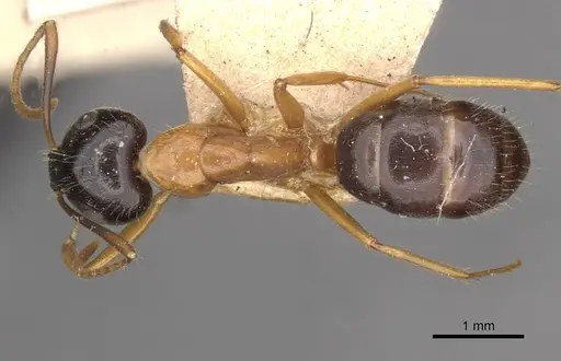 Camponotus cillae specimen CASENT0909985 image casent0909985_1