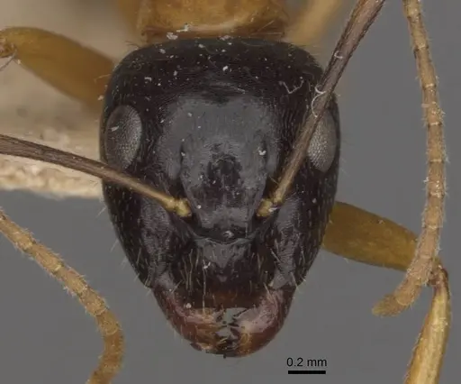 Camponotus cillae specimen CASENT0909985 image casent0909985_2