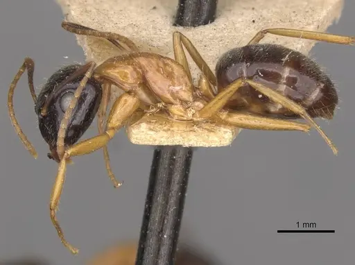 Camponotus cillae specimen CASENT0909985 image casent0909985_3