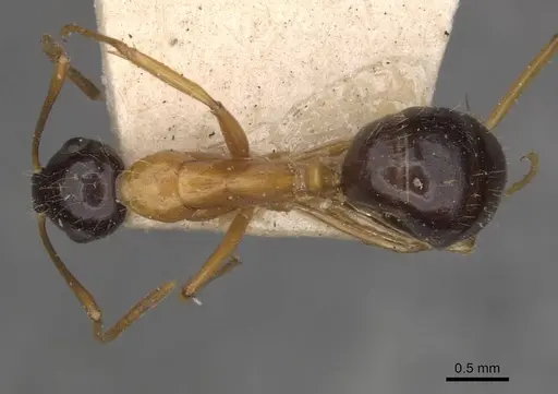 Camponotus cillae specimen CASENT0909986 image casent0909986_1