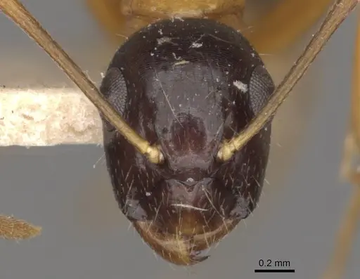 Camponotus cillae specimen CASENT0909986 image casent0909986_2