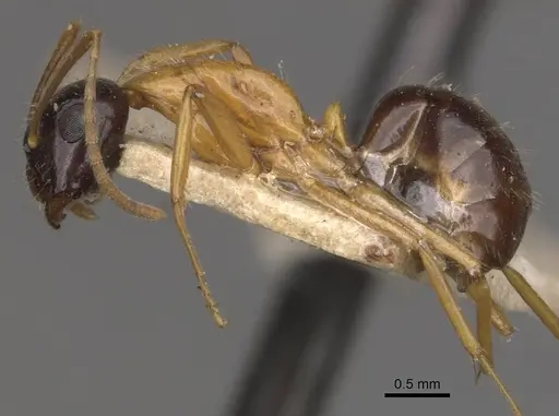 Camponotus cillae specimen CASENT0909986 image casent0909986_3