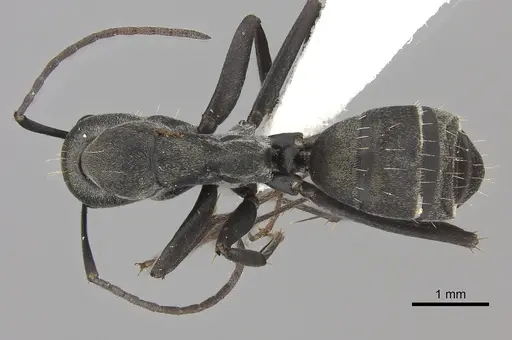 Camponotus cinctellus specimen CASENT0170557 image casent0170557_1
