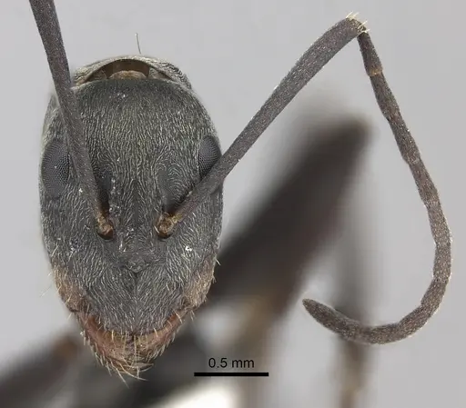 Camponotus cinctellus specimen CASENT0170557 image casent0170557_2