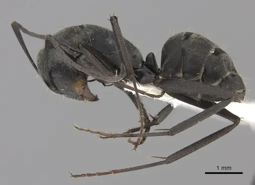 Camponotus cinctellus specimen CASENT0170557 image casent0170557_3