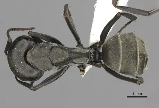 Camponotus cinctellus specimen CASENT0235236 image casent0235236_1