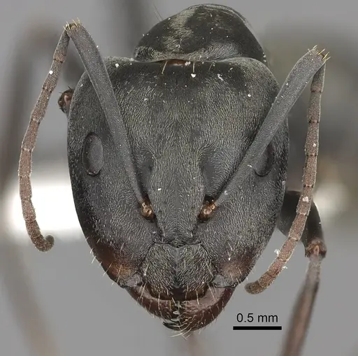 Camponotus cinctellus specimen CASENT0235236 image casent0235236_2